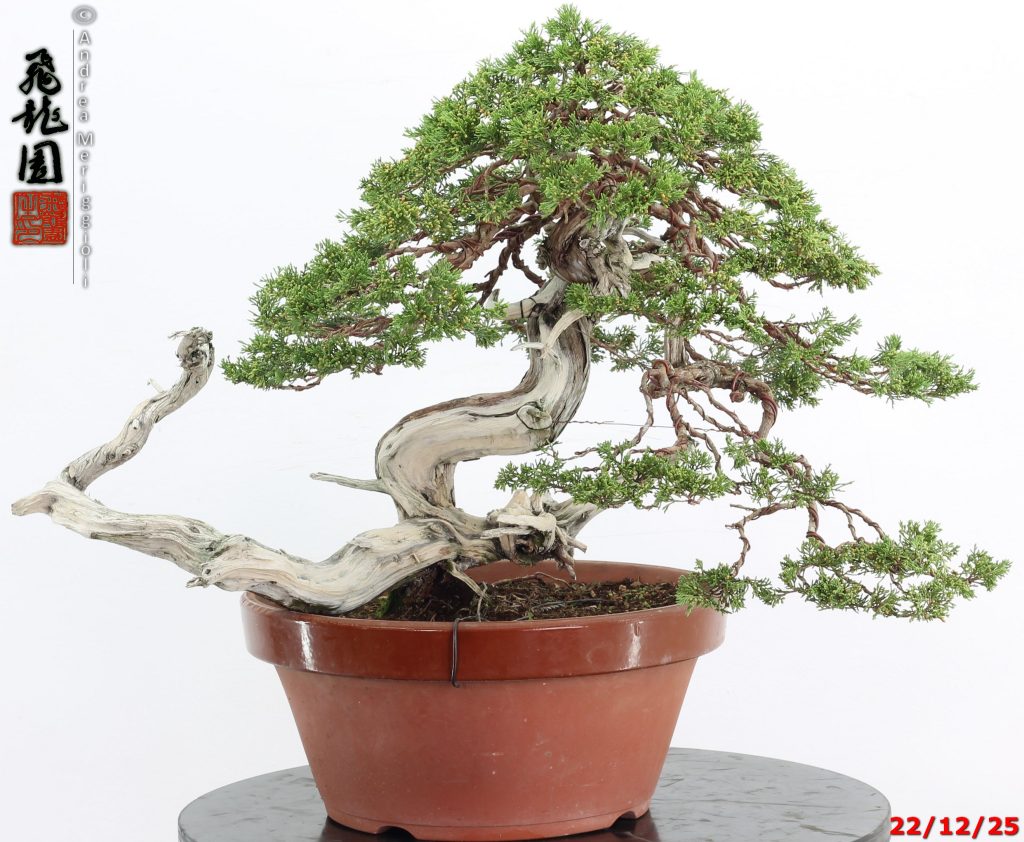 Juniperus sabina