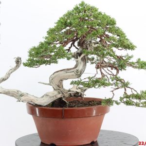 Juniperus sabina