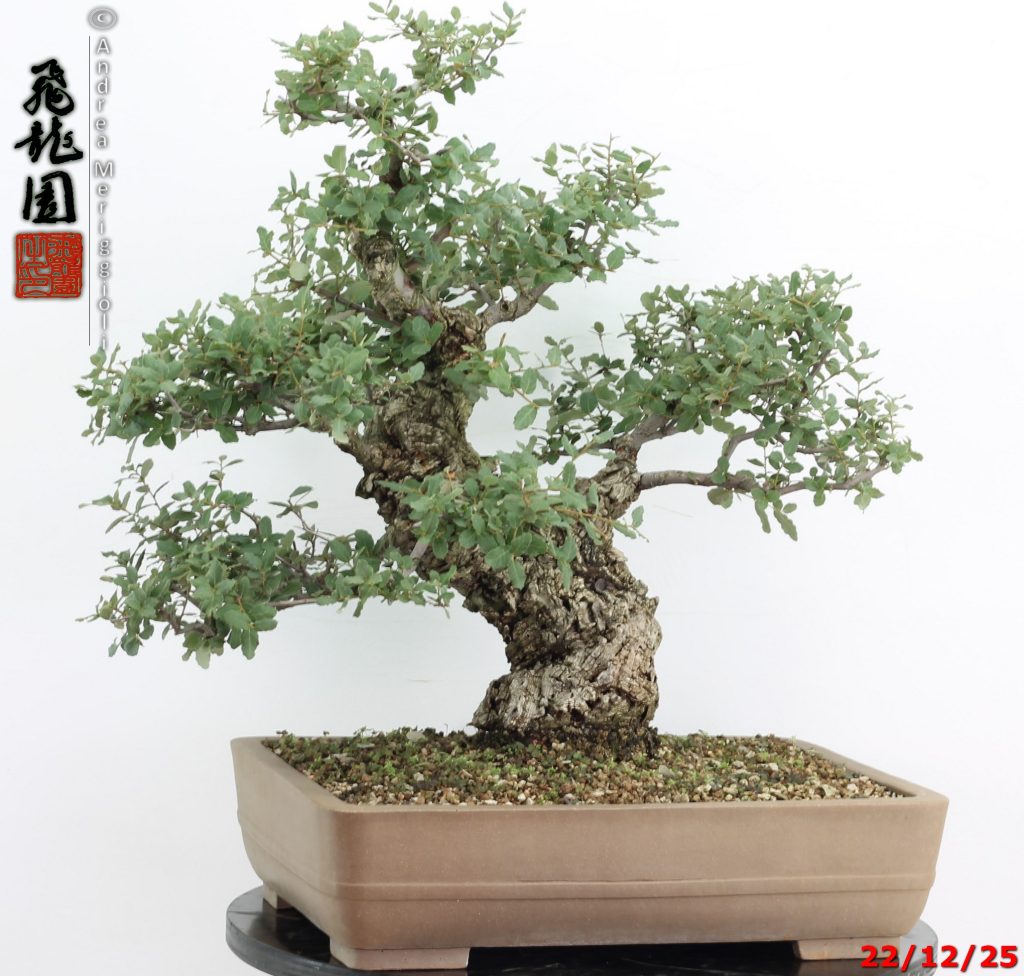Quercus suber