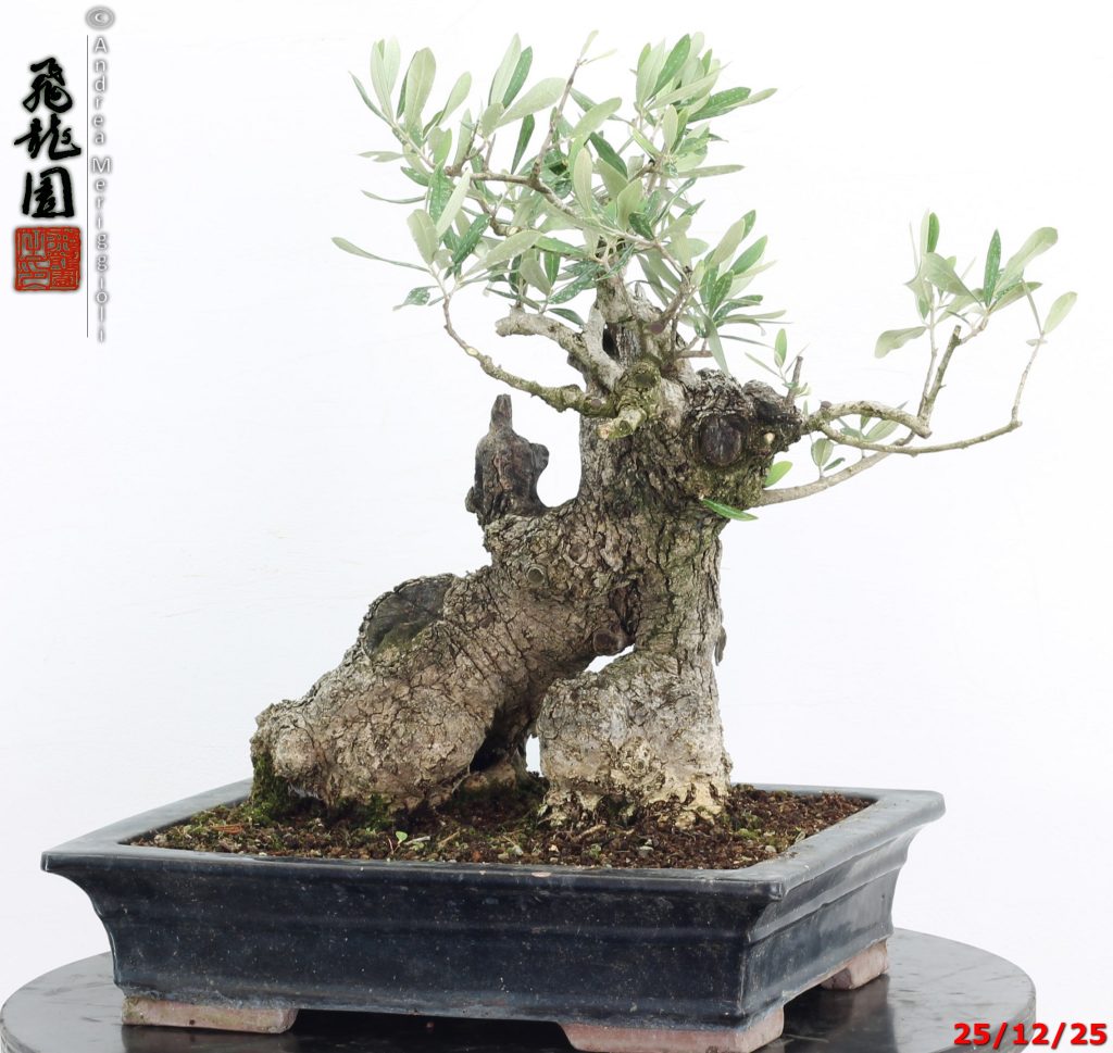 Olea oleaster