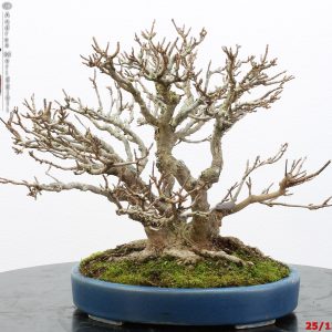 Acer buergerianum