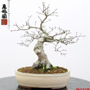 Acer palmatum seigen