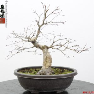 Acer palmatum benichidori