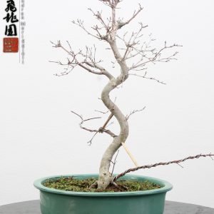Acer palmatum deshojo