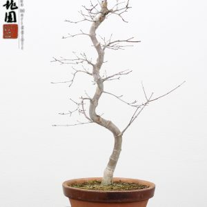 Acer palmatum deshojo