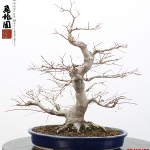 Acer palmatum