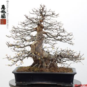 Pseudocydonia sinensis