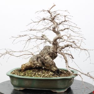 Carpinus turczaninowii