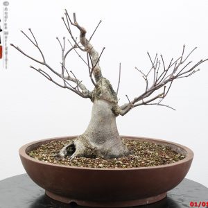 Acer palmatum atropurpureum