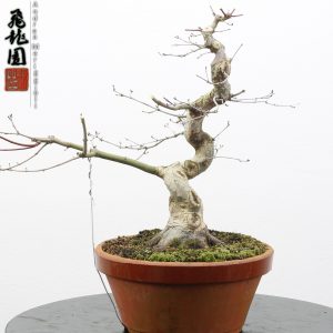 Acer palmatum deshojo
