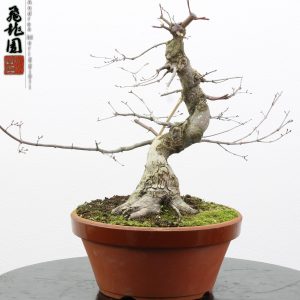 Acer palmatum deshojo