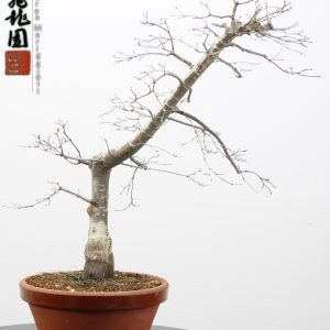 Acer palmatum deshojo