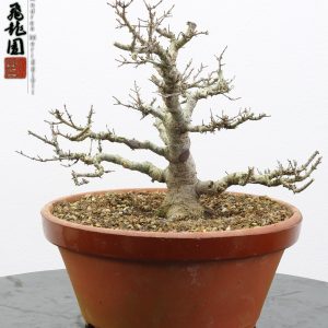 Acer palmatum kotohime