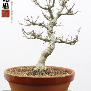 Acer palmatum kotohime