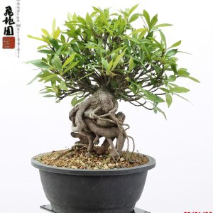 Gardenia jasminoides shohin