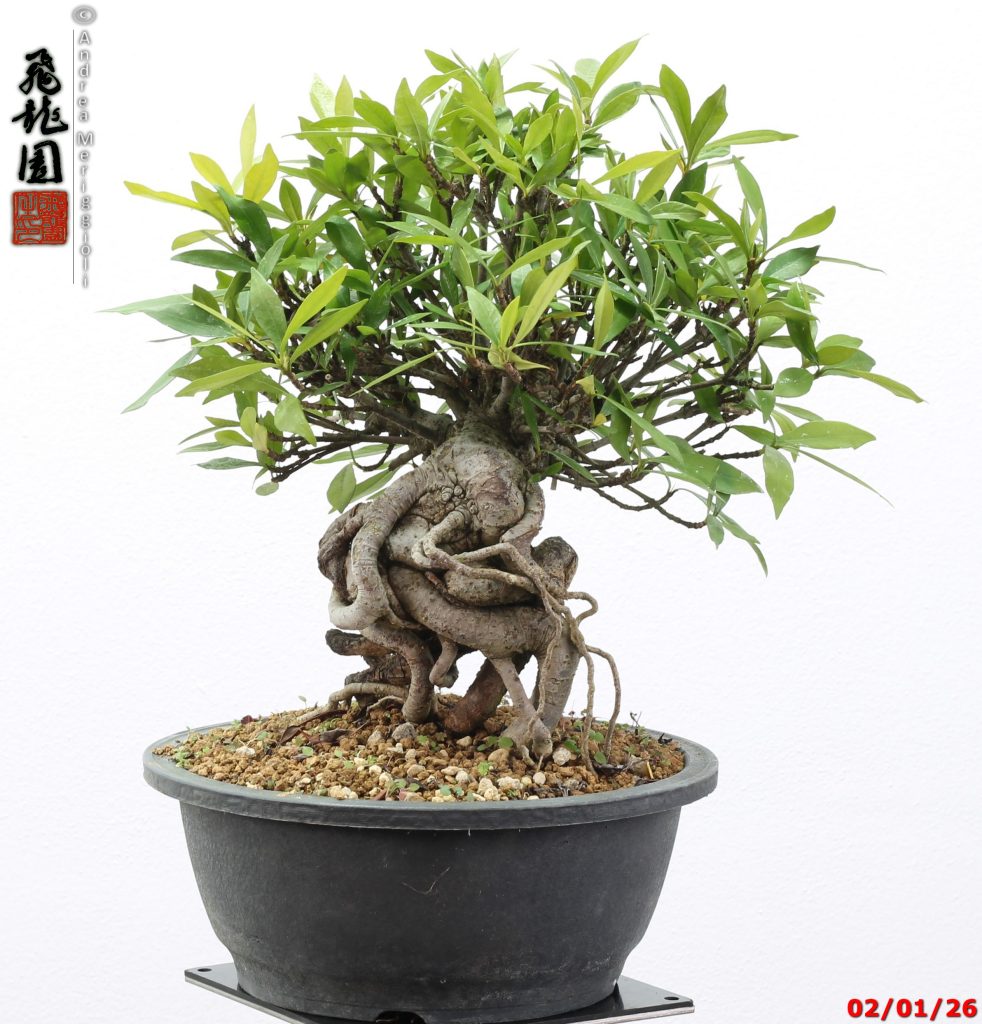 Gardenia jasminoides shohin