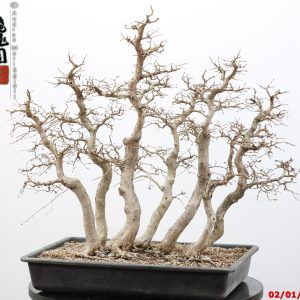 Carpinus turczaninowii