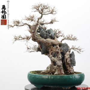 Acer buergerianum ishizuki