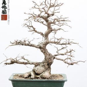 Carpinus turczaninowii