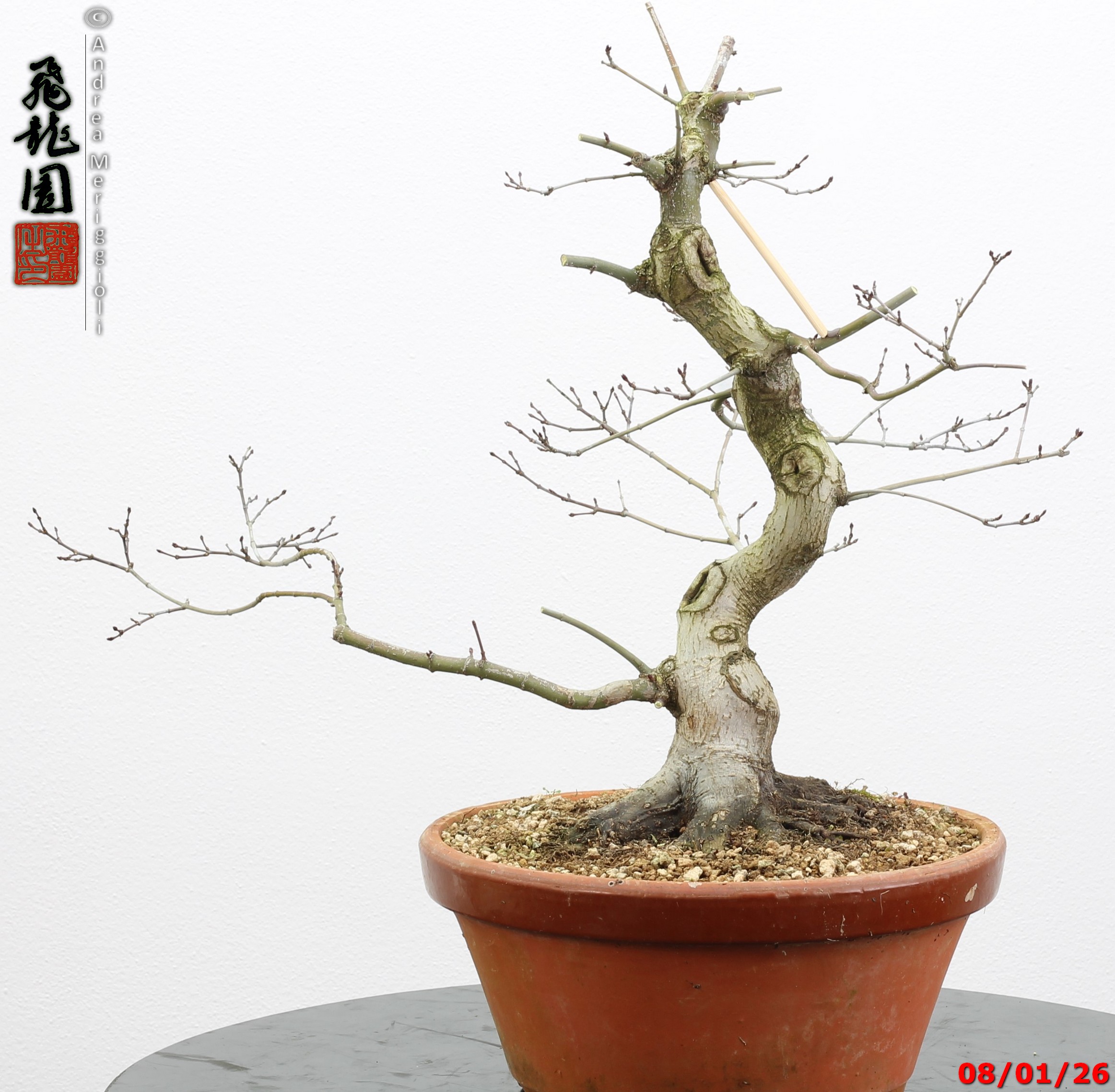 Acer palmatum seigen - immagine 10