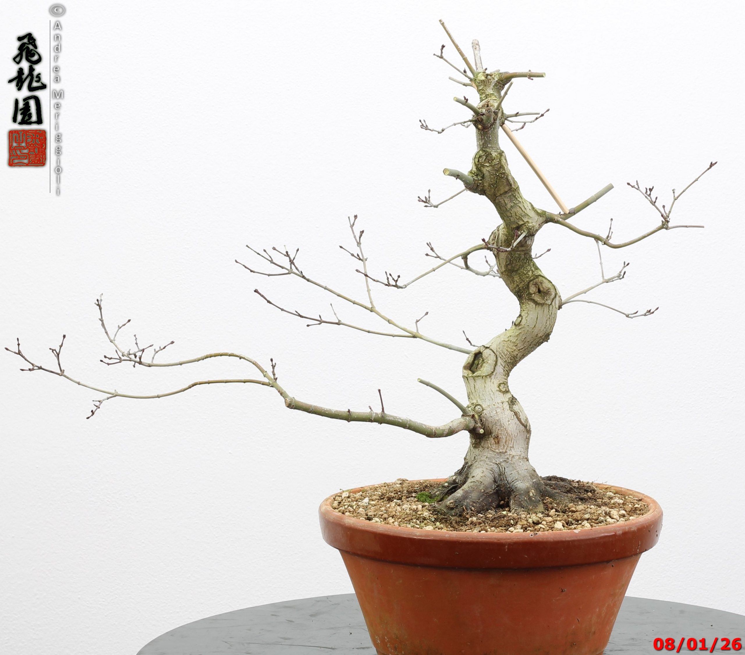 Acer palmatum seigen - immagine 9