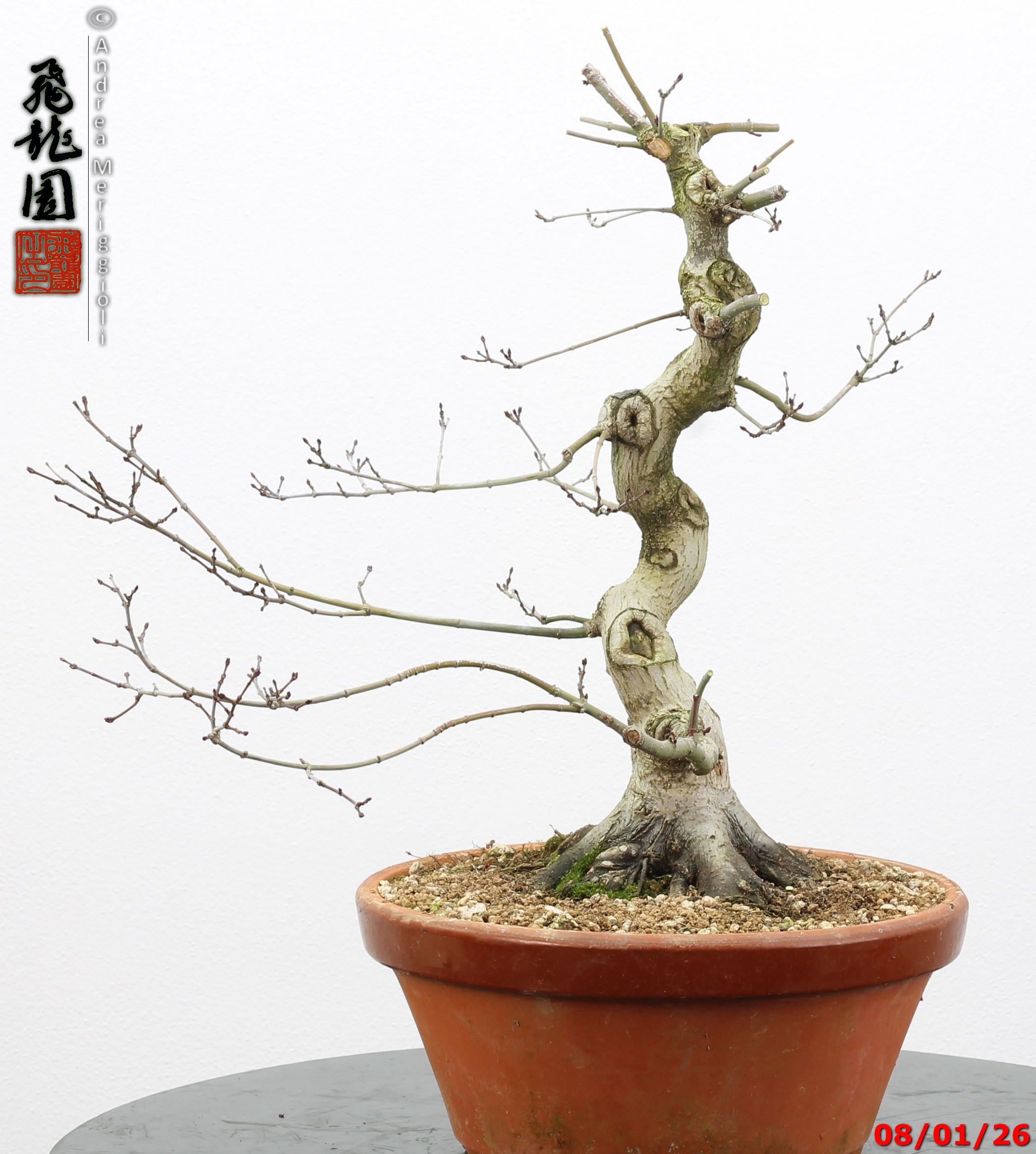 Acer palmatum seigen - immagine 8