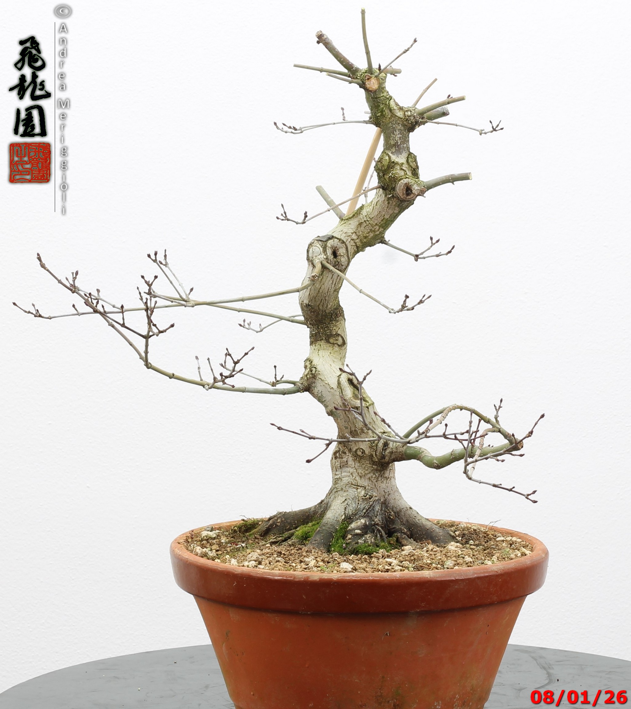 Acer palmatum seigen - immagine 7