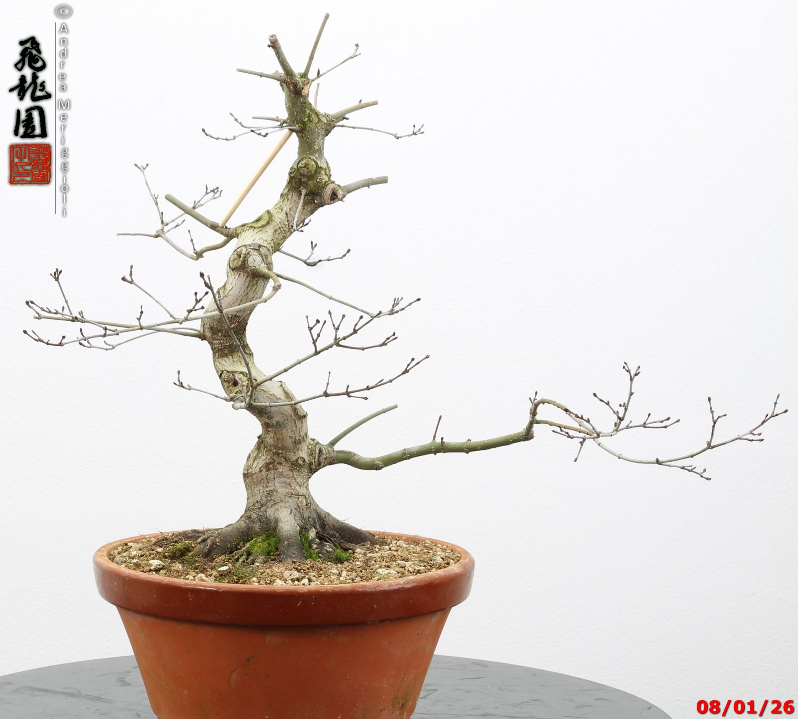 Acer palmatum seigen - immagine 6