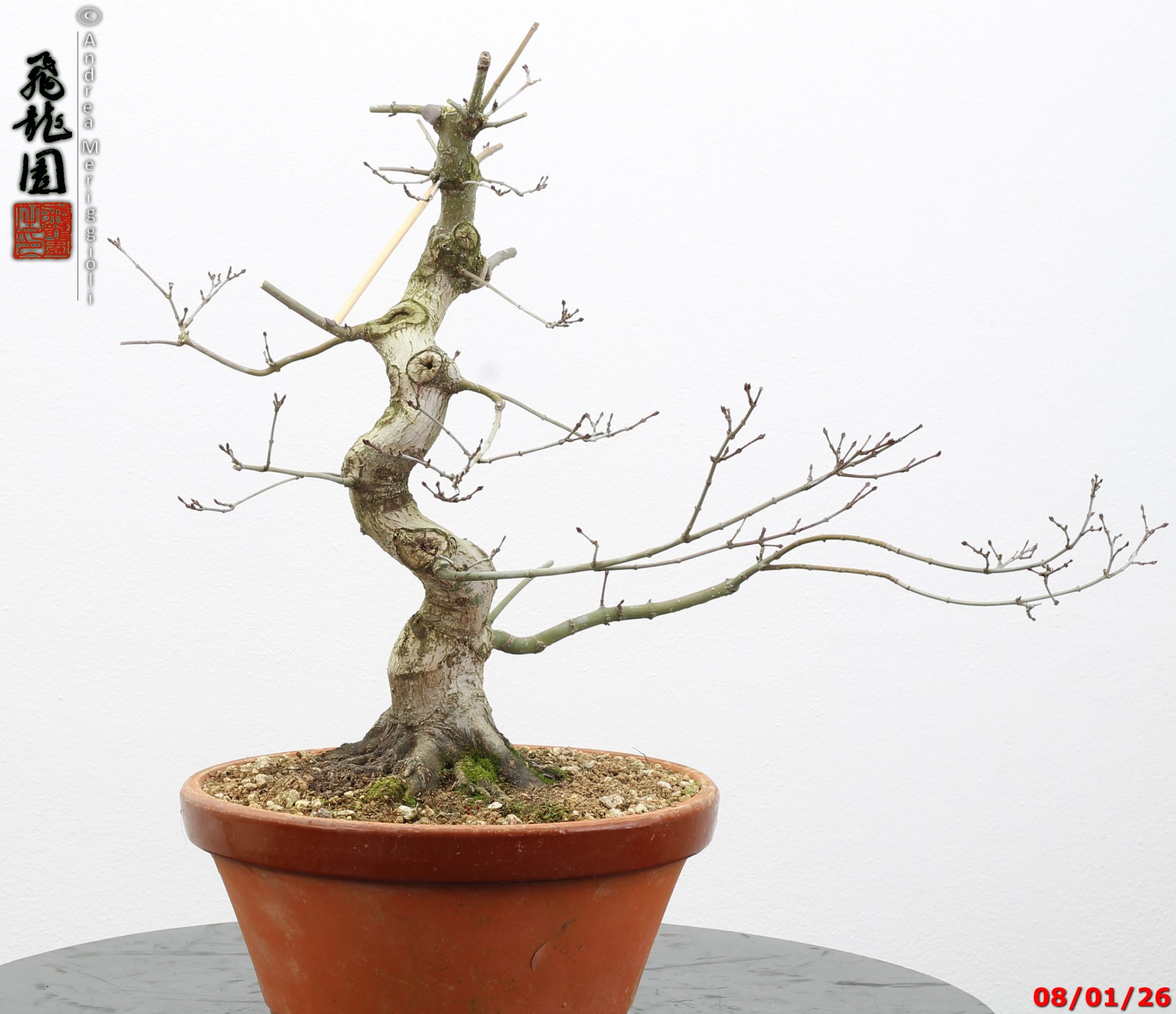 Acer palmatum seigen - immagine 5