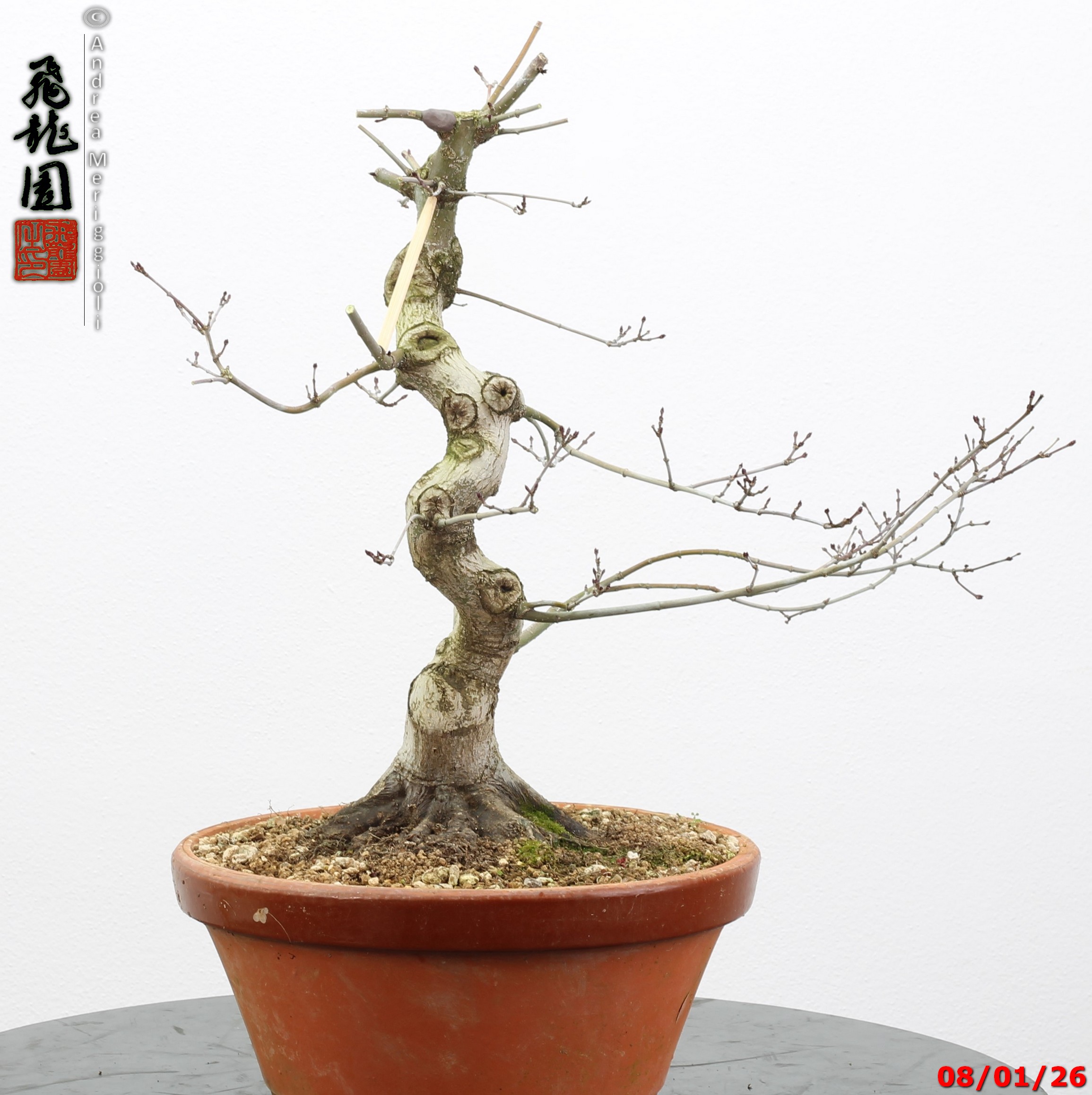 Acer palmatum seigen - immagine 4