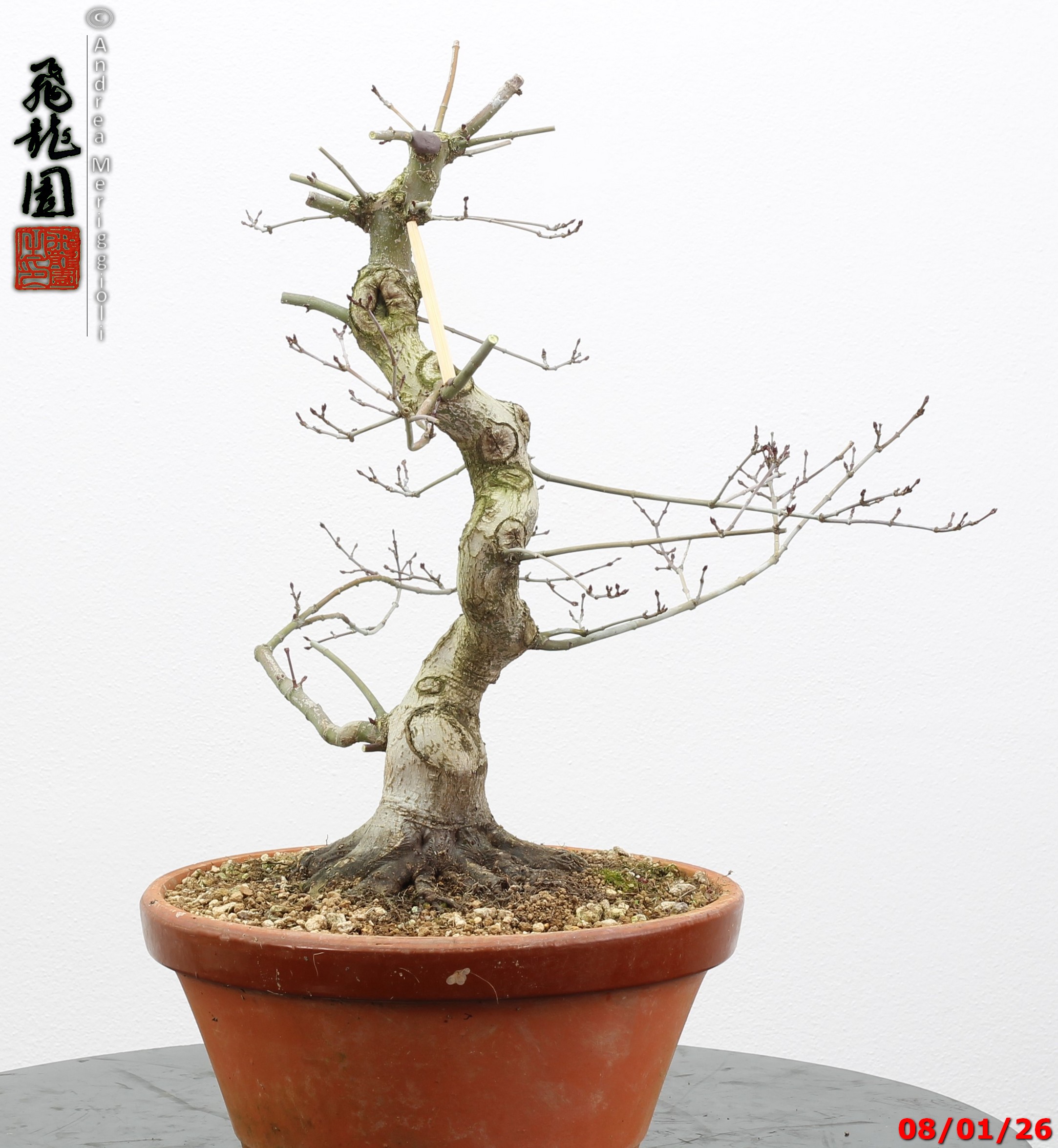Acer palmatum seigen - immagine 3