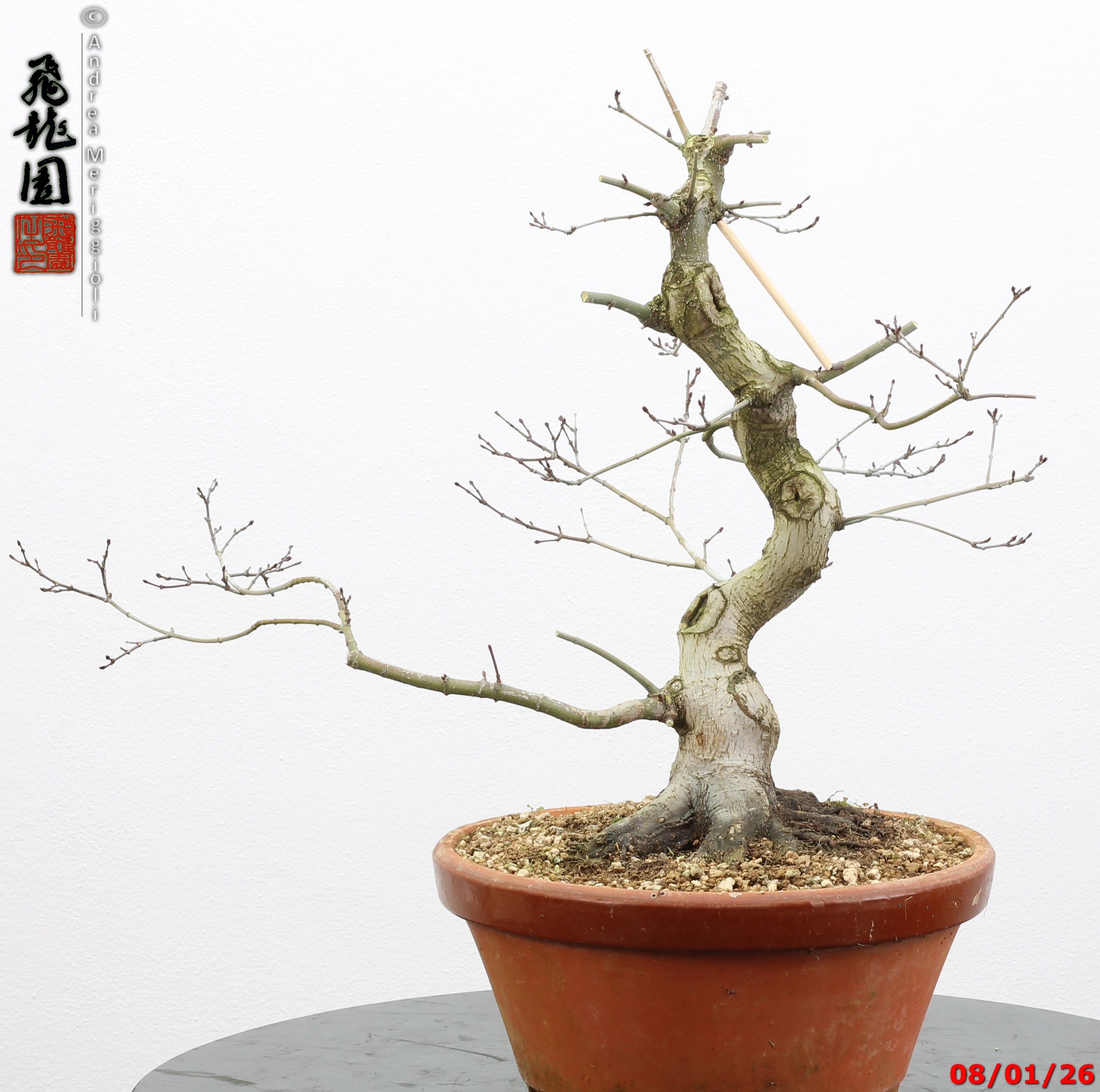Acer palmatum seigen - immagine 2