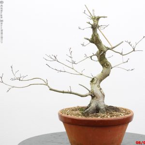 Acer palmatum seigen