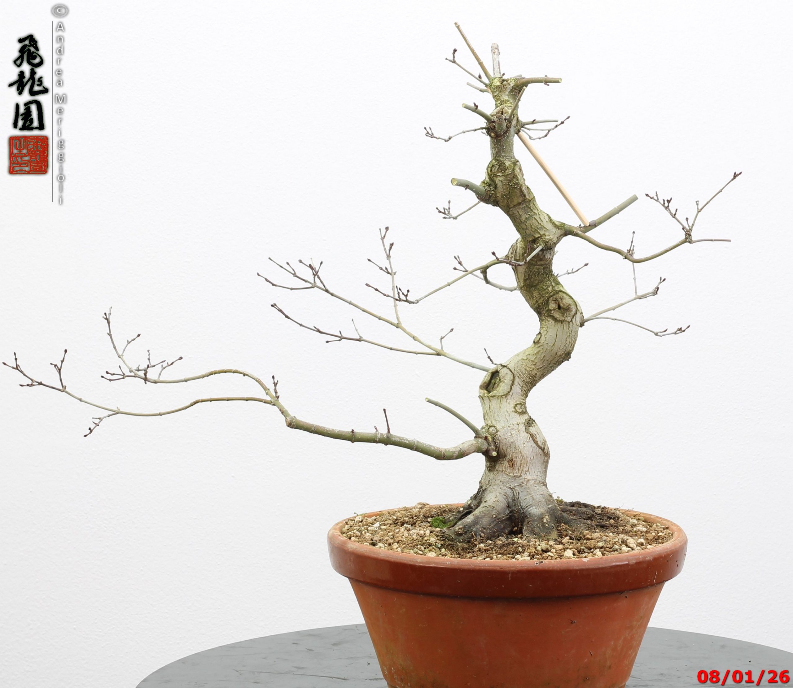Acer palmatum seigen