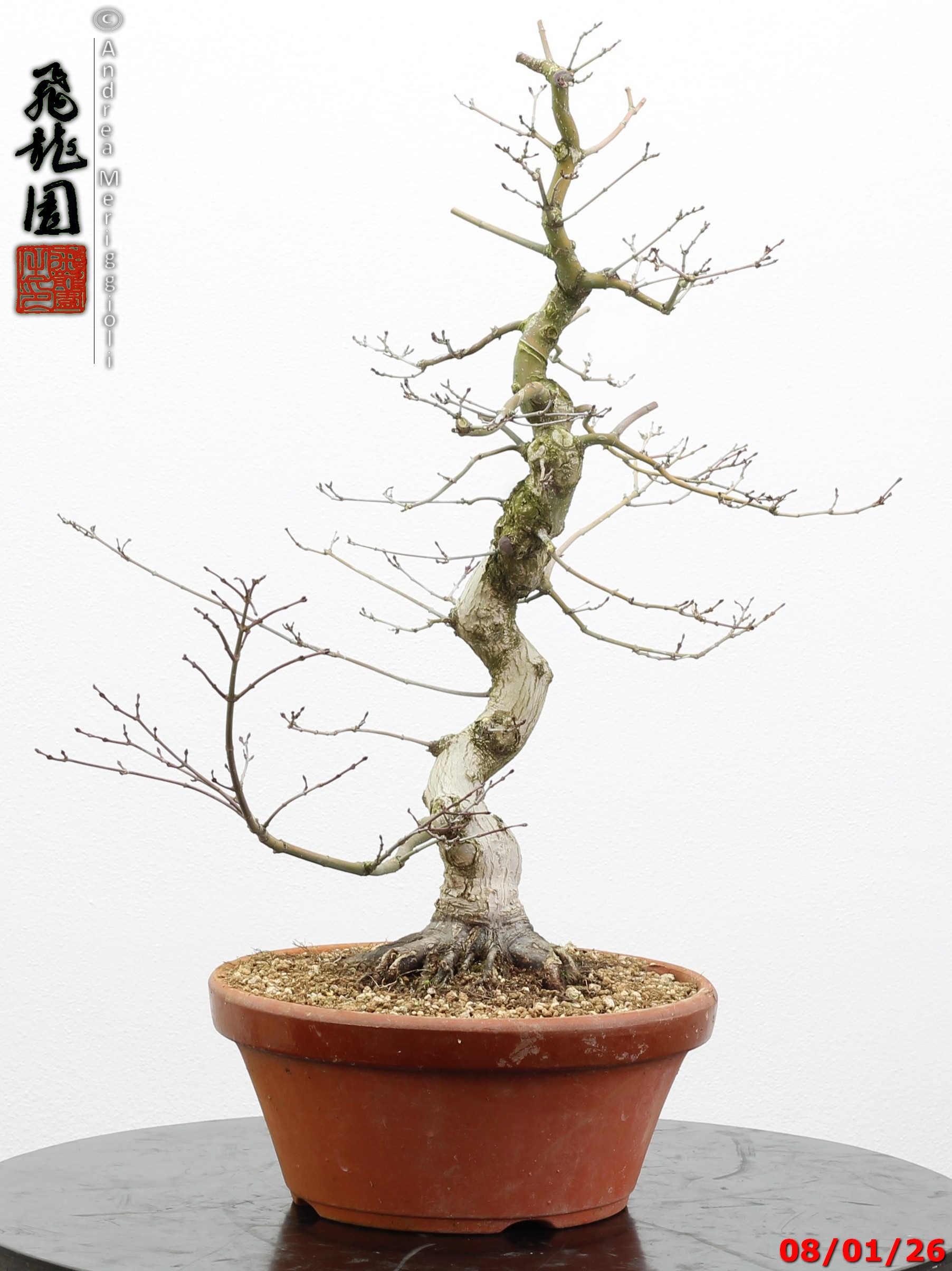 Acer palmatum seigen - immagine 8