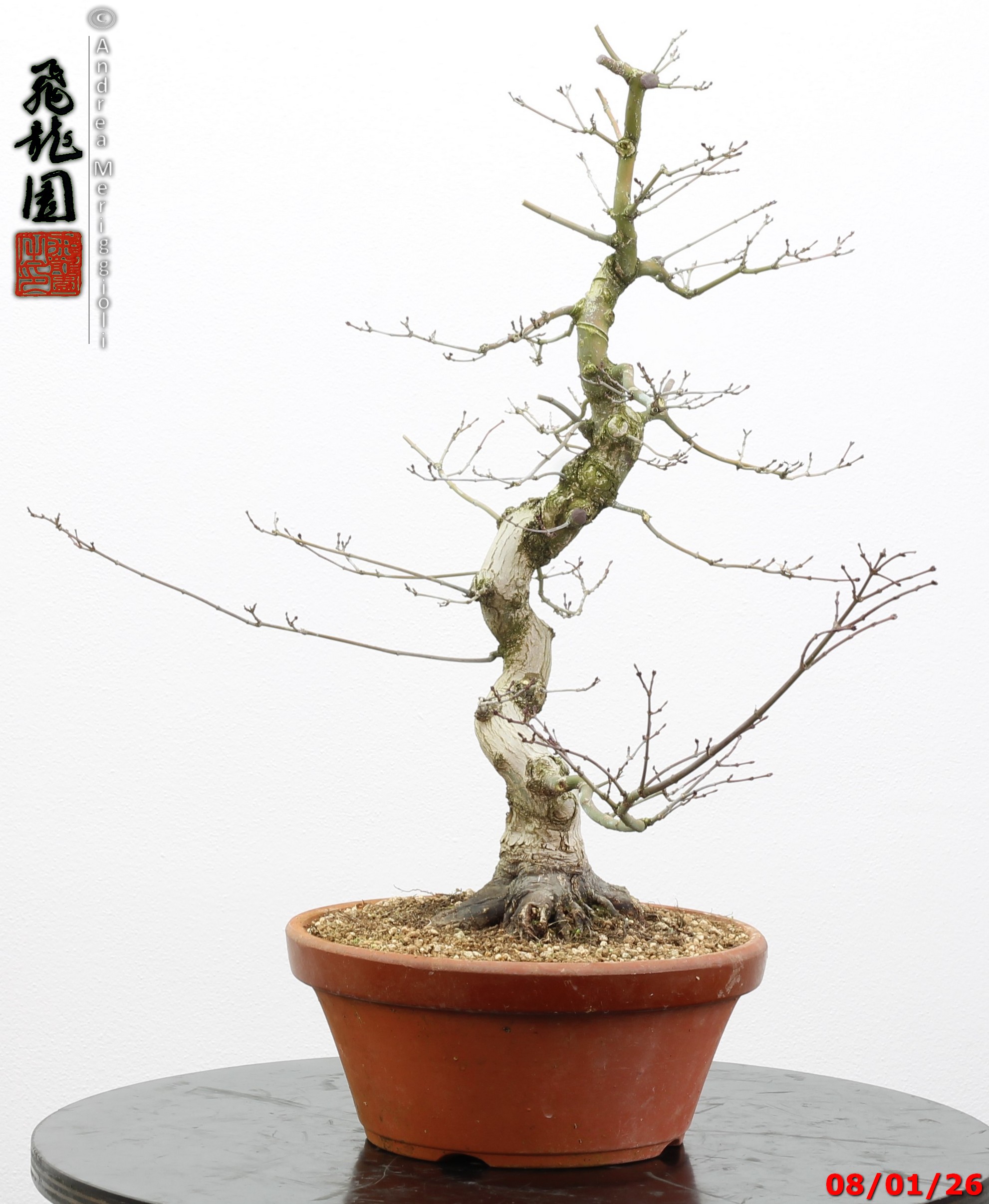 Acer palmatum seigen - immagine 7