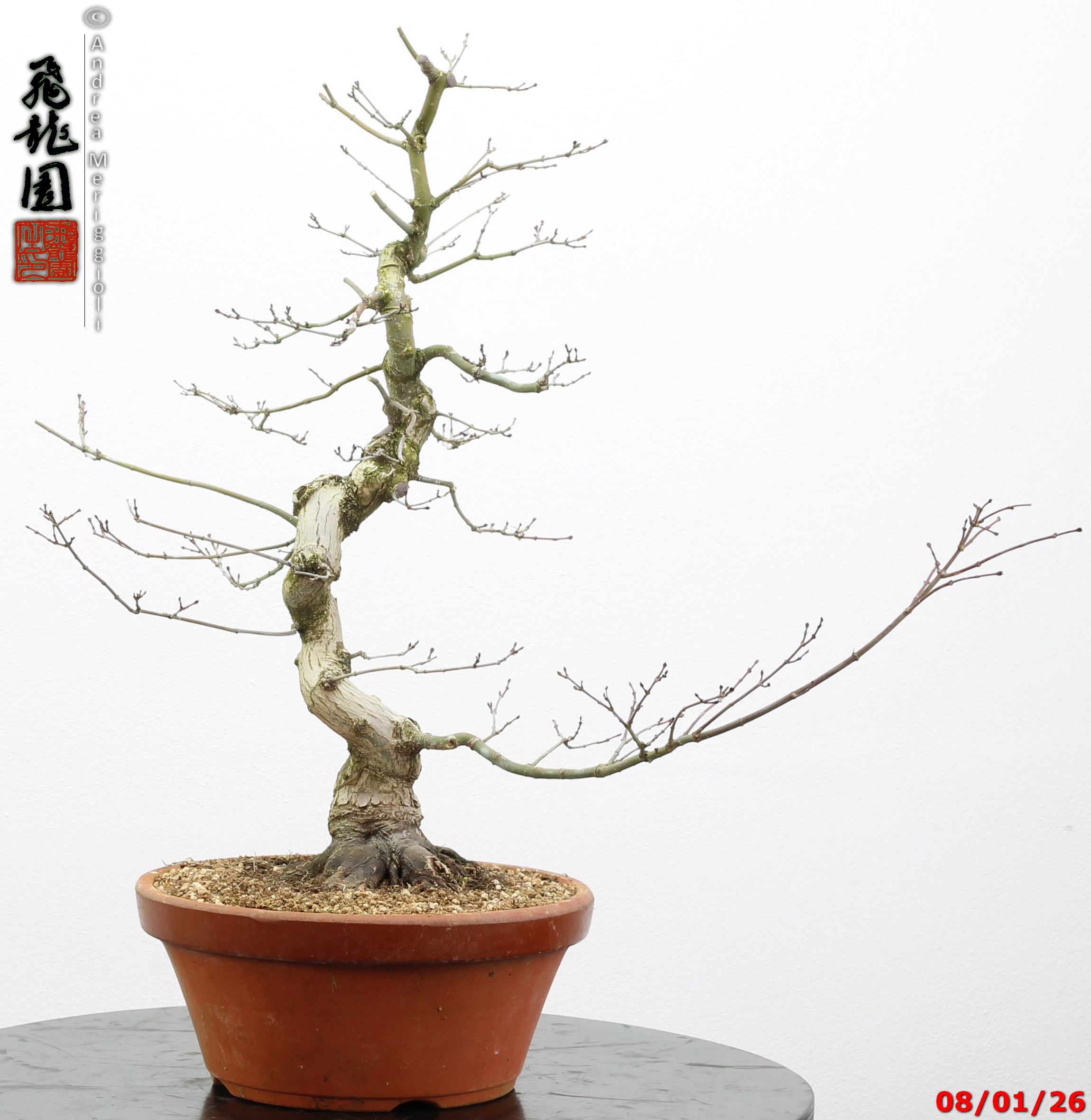 Acer palmatum seigen - immagine 6
