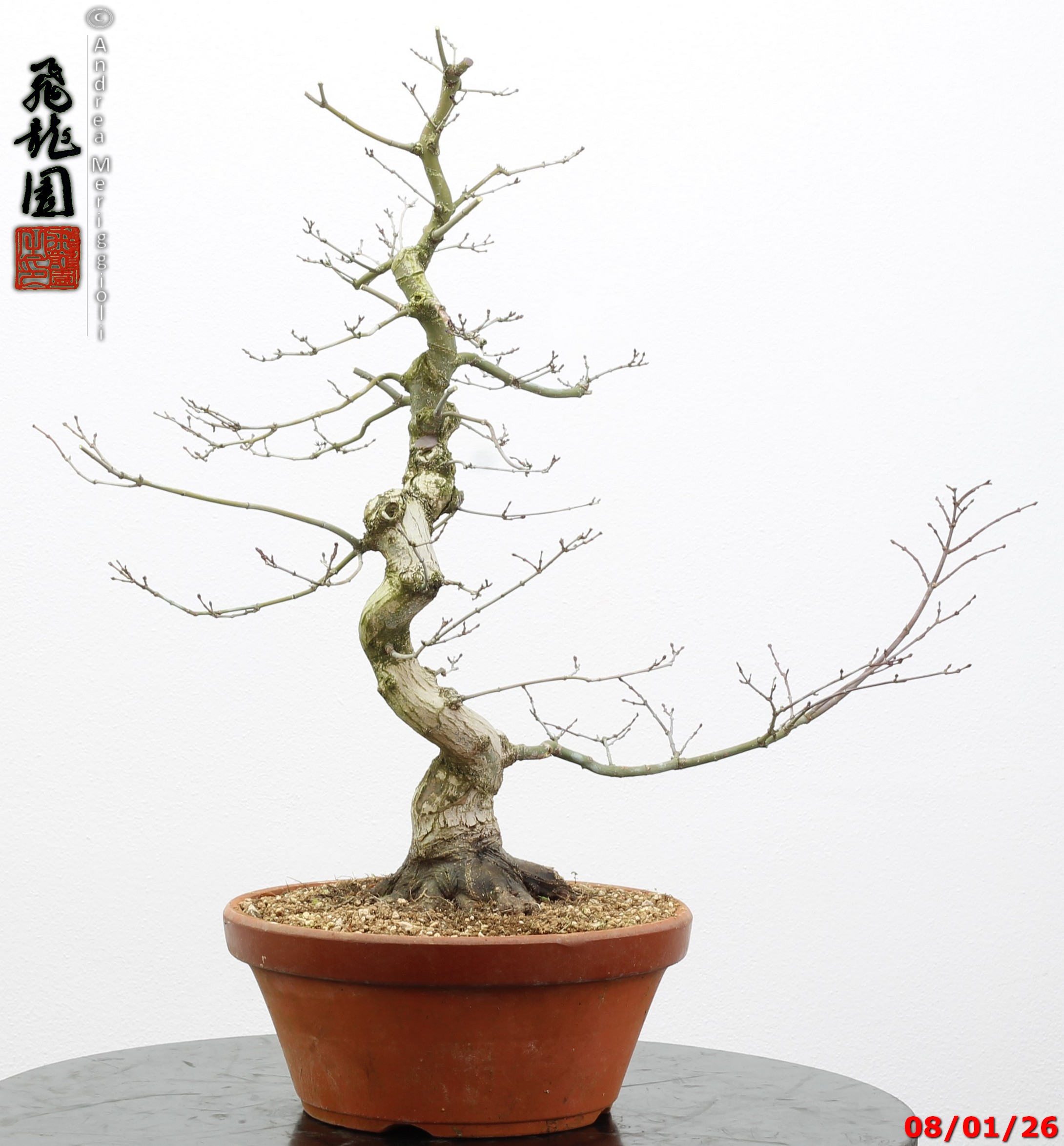 Acer palmatum seigen - immagine 5