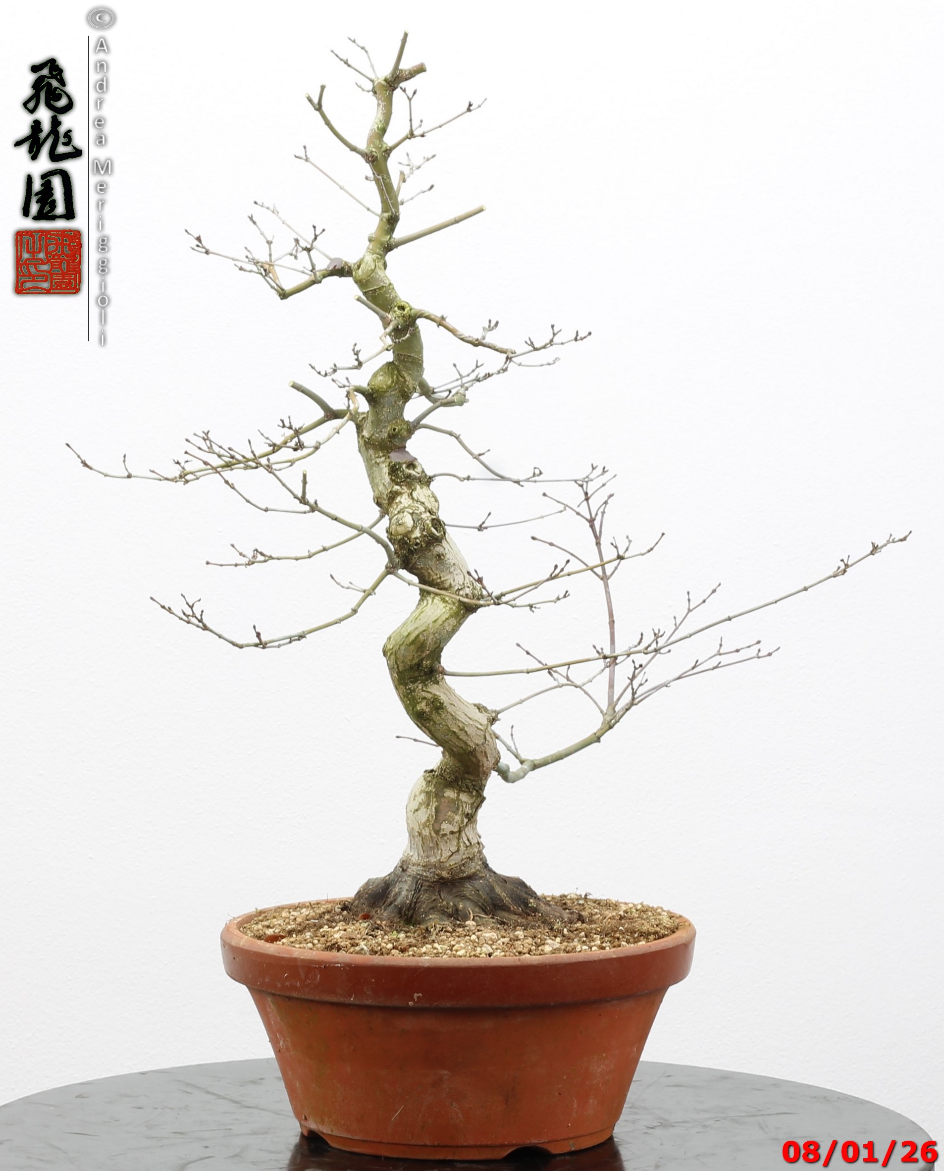 Acer palmatum seigen - immagine 4