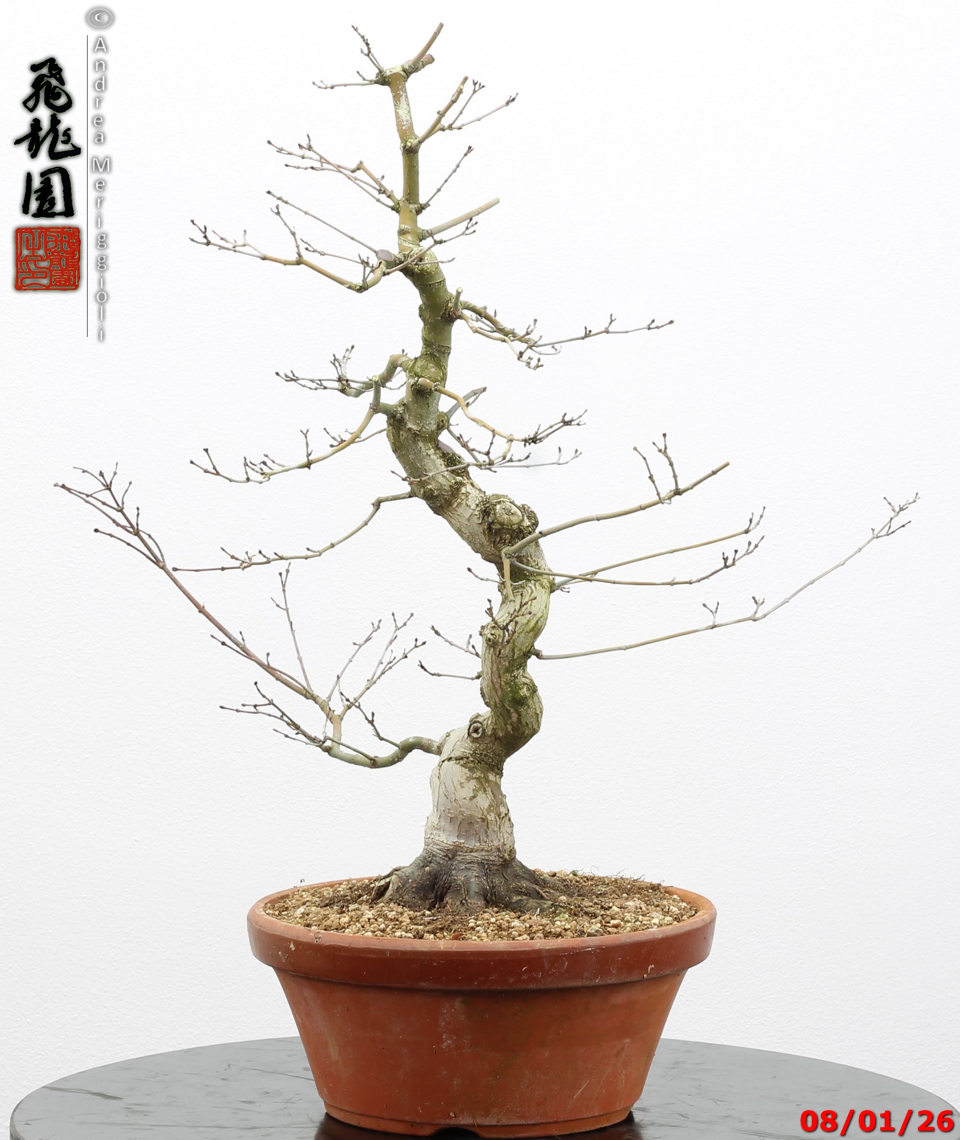 Acer palmatum seigen - immagine 3