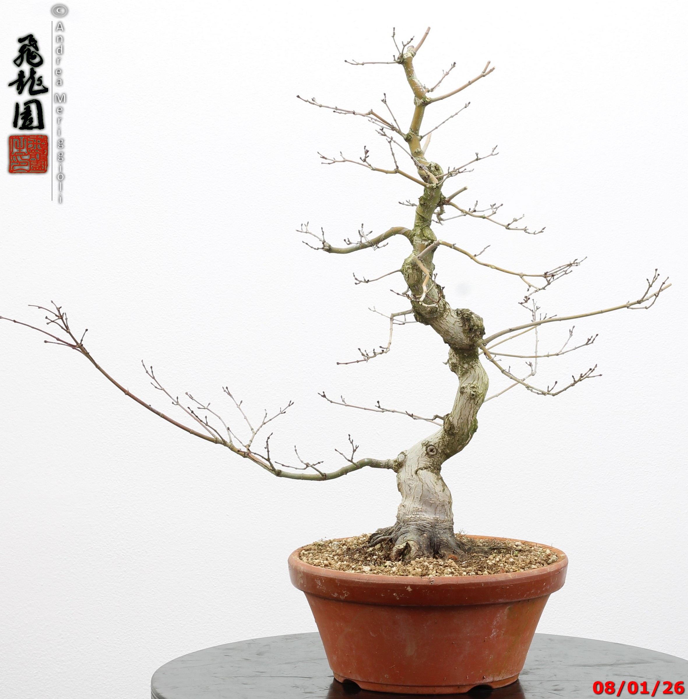 Acer palmatum seigen - immagine 2