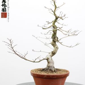 Acer palmatum seigen
