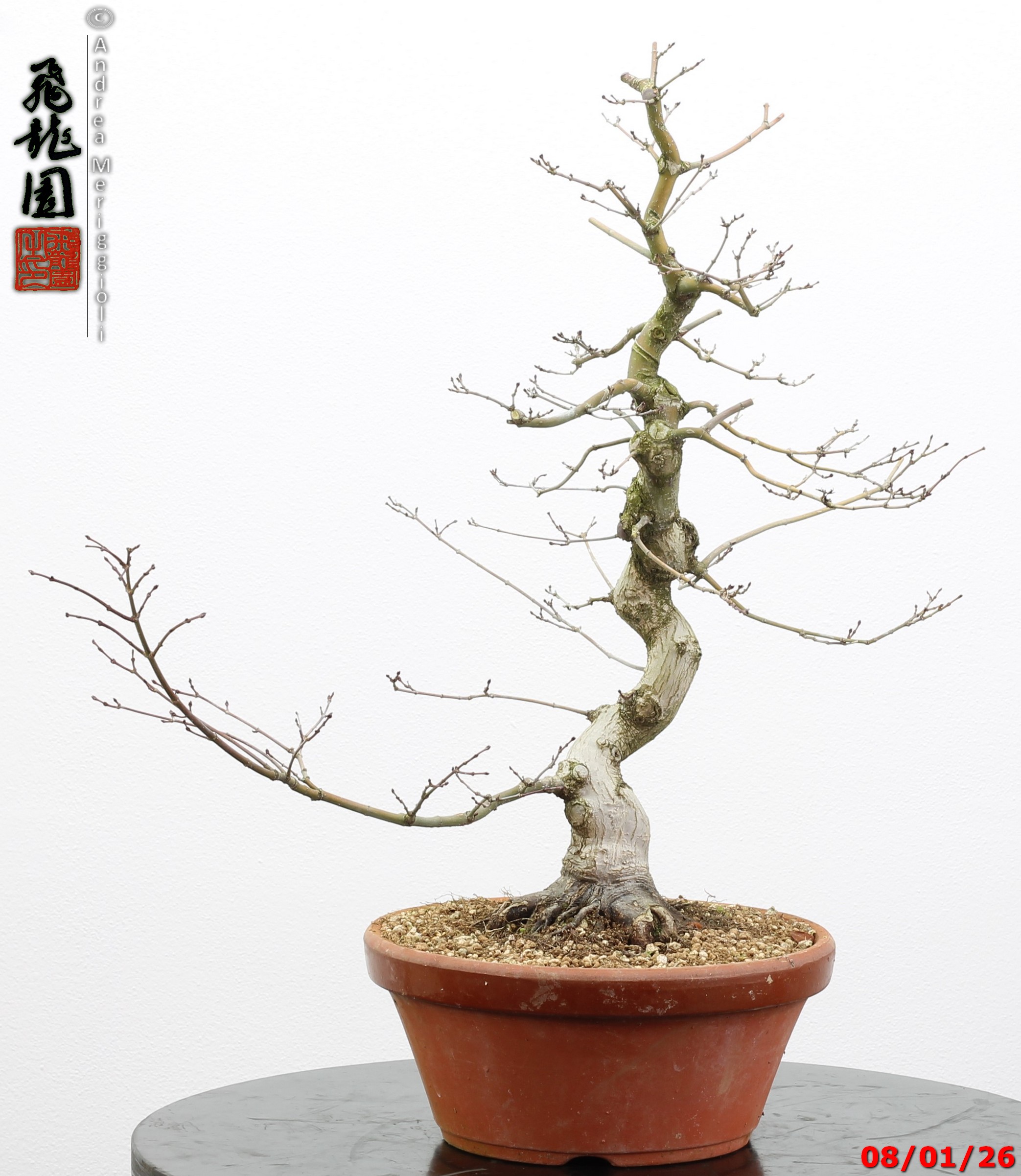 Acer palmatum seigen
