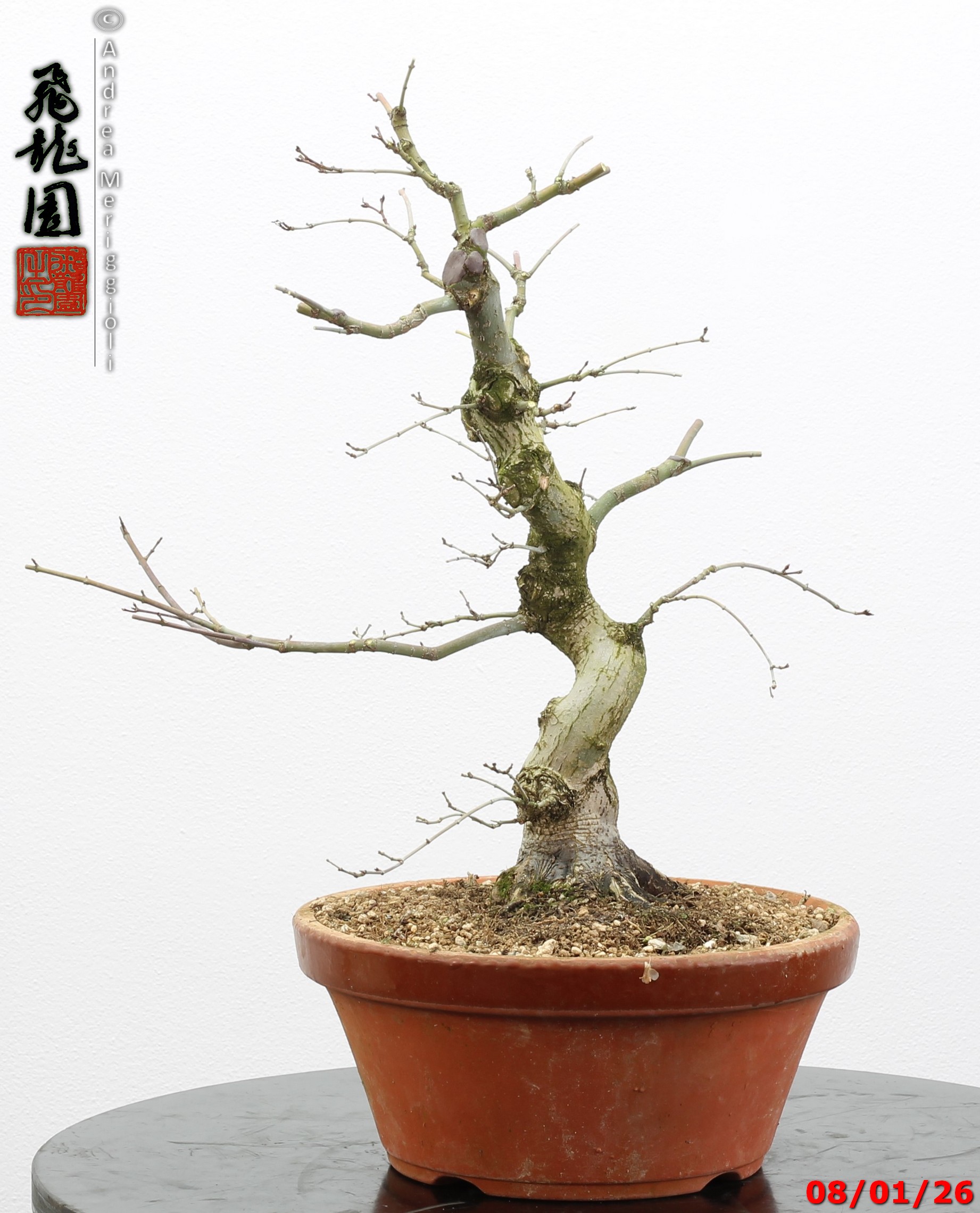 Acer palmatum seigen - immagine 8