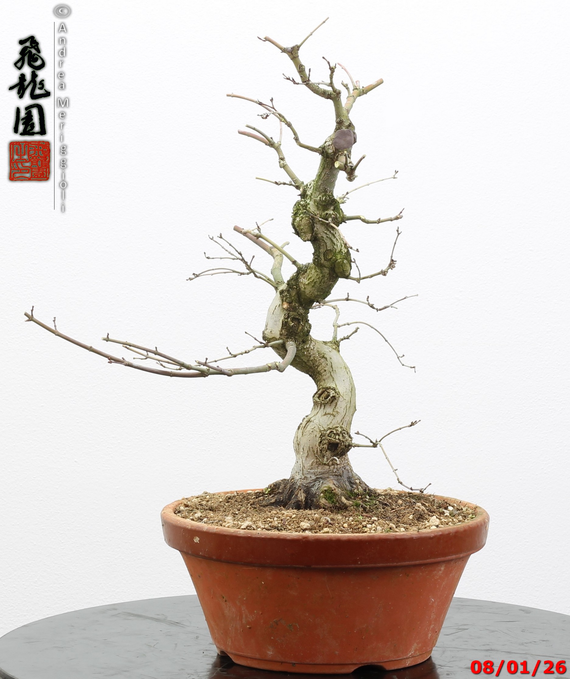 Acer palmatum seigen - immagine 7
