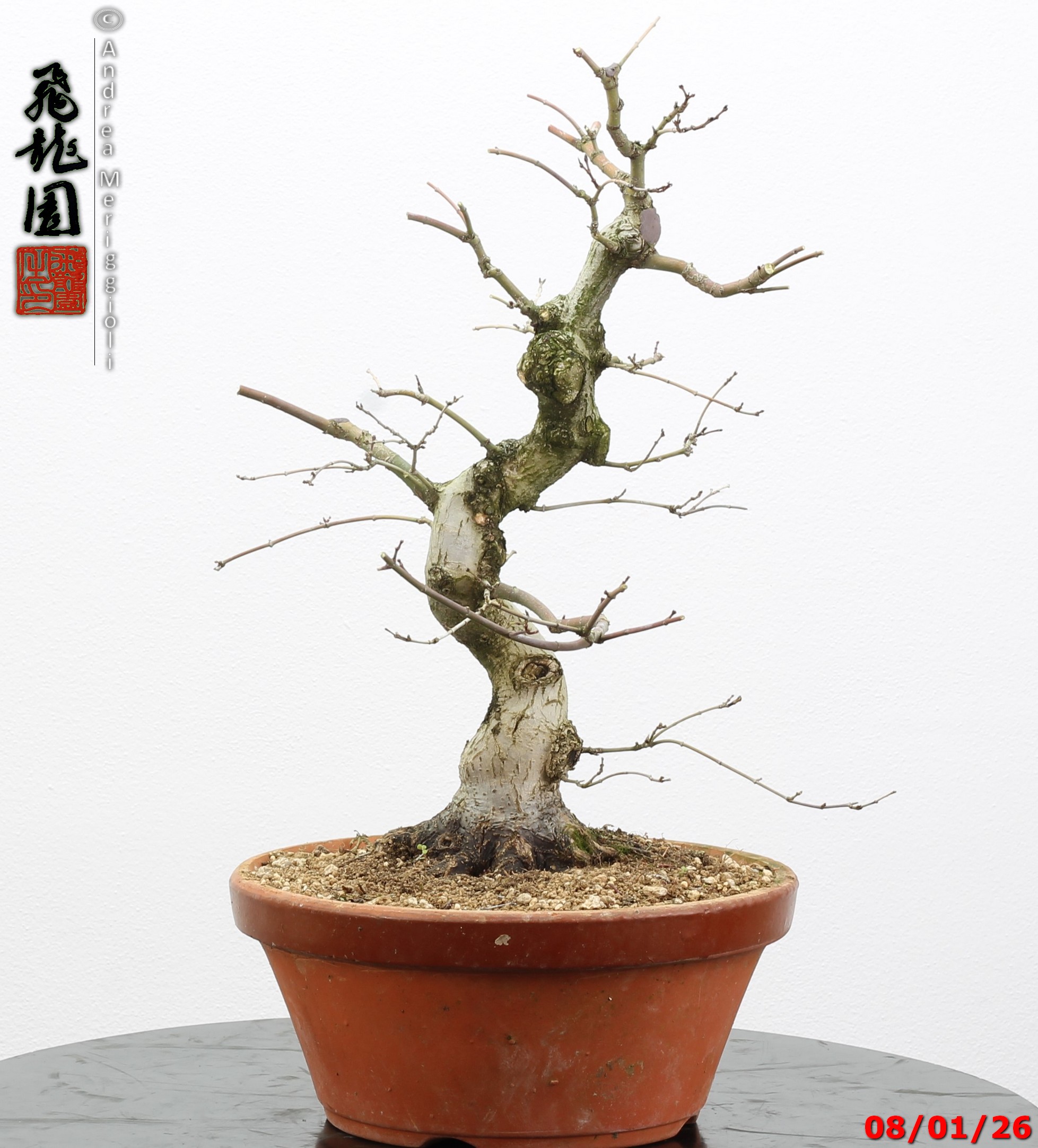Acer palmatum seigen - immagine 6
