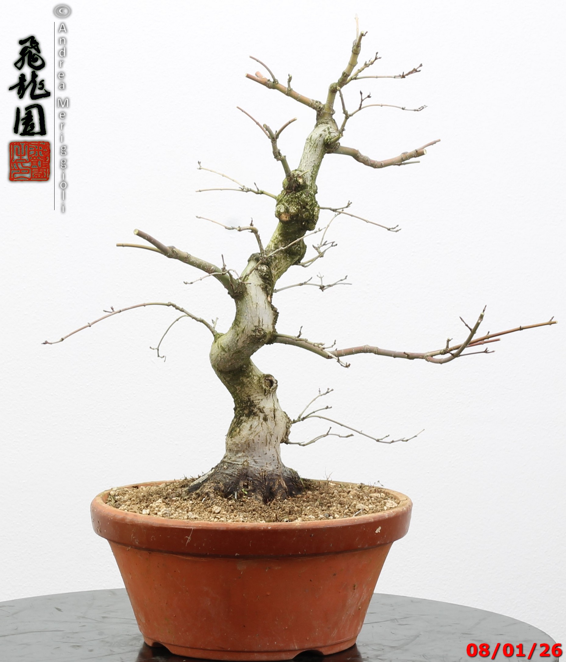 Acer palmatum seigen - immagine 5