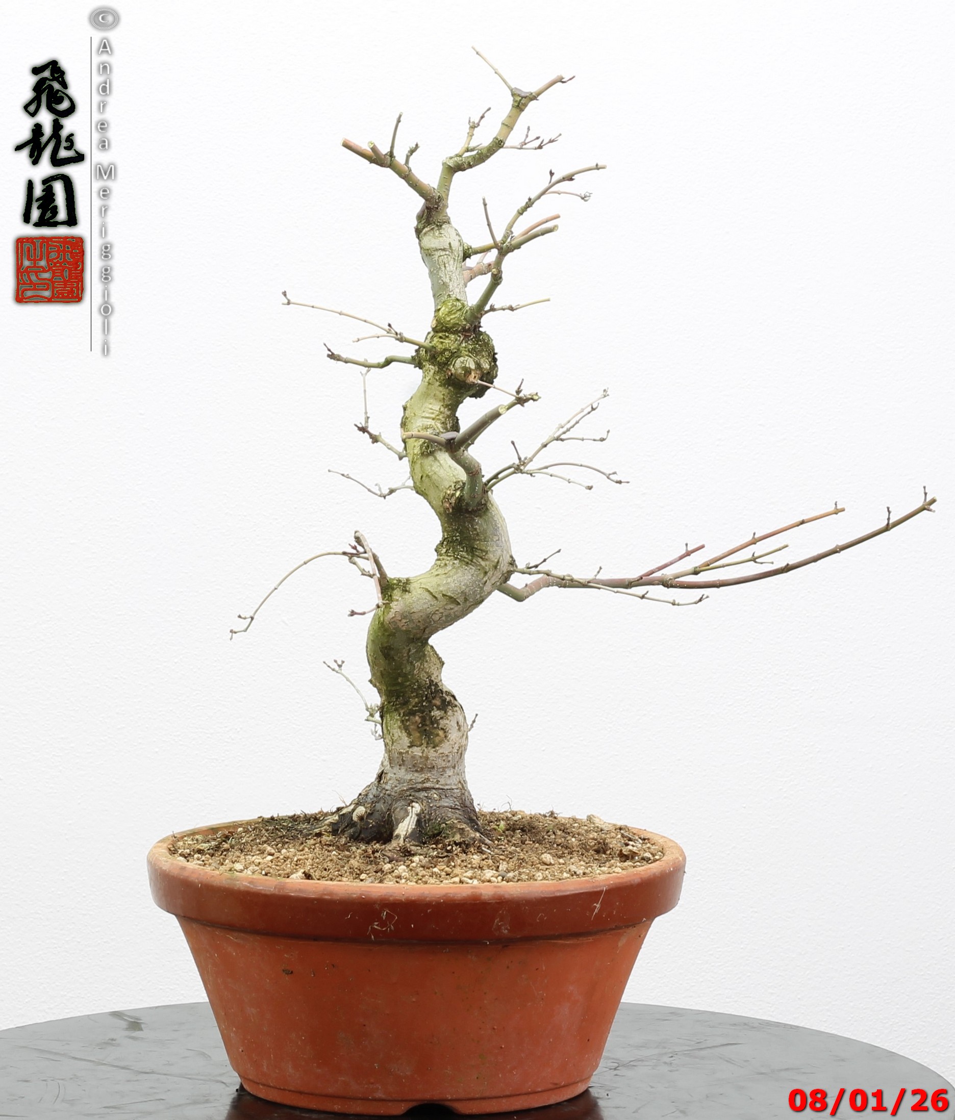 Acer palmatum seigen - immagine 4