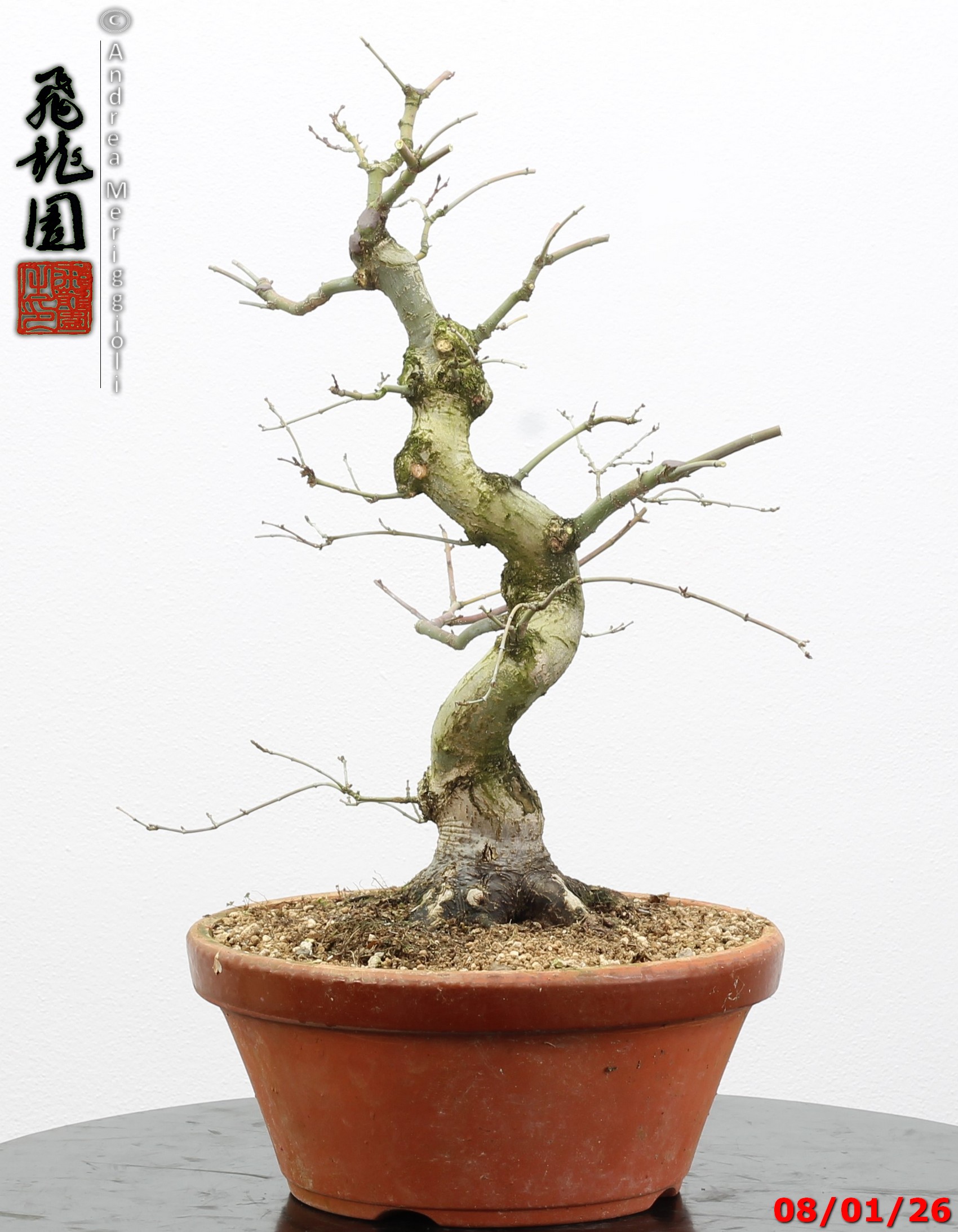 Acer palmatum seigen - immagine 3
