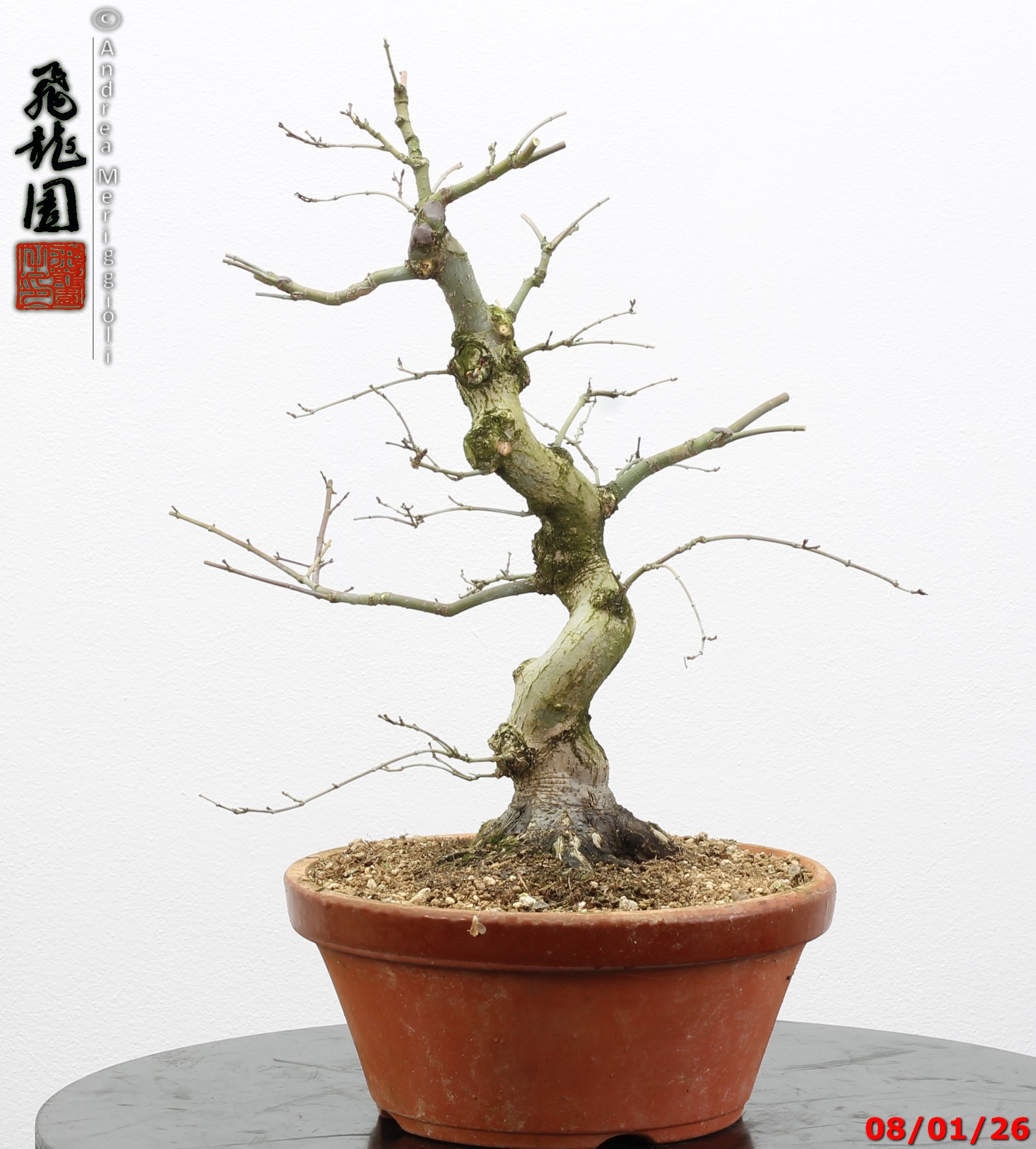 Acer palmatum seigen - immagine 2